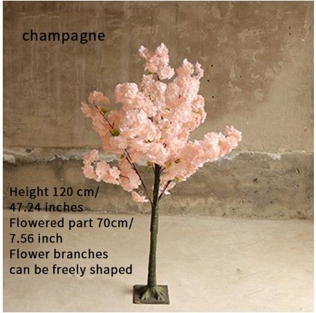 Champagne 120cm