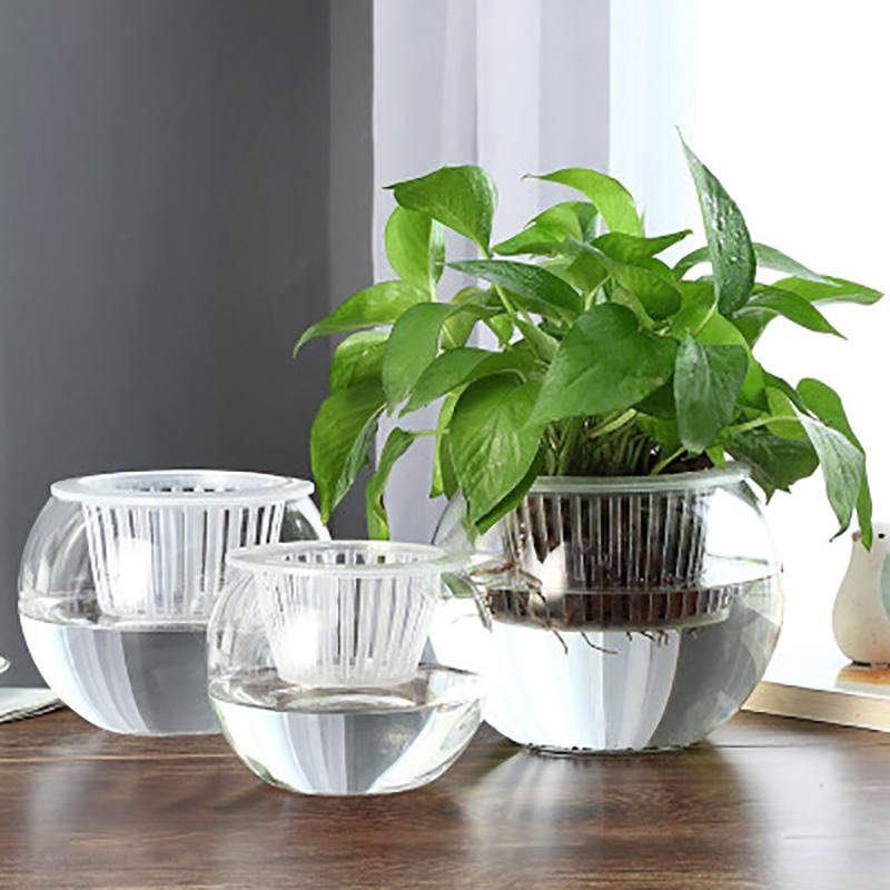 Vasos planta hidropônica vaso redondo vaso transparente garrafa de vidro  recipiente de água cultura verde rabanete