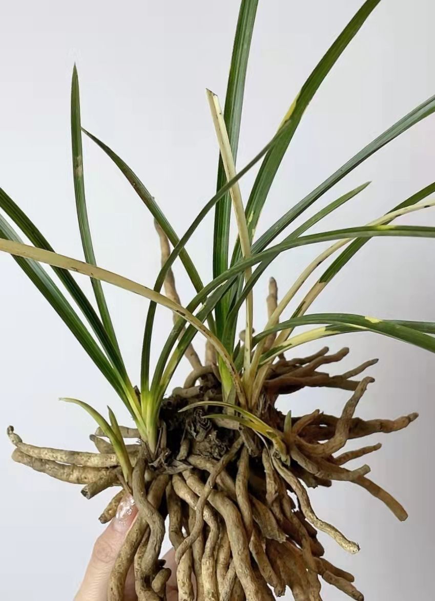Planta de vegetação rara da orquídea selvagem chinesa, as orquídeas em  vasos da grama tardia da