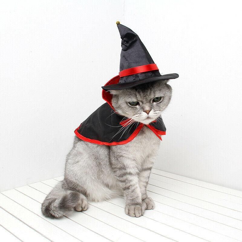 cat apparel store