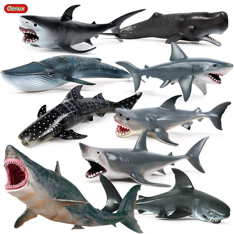 5 different shark