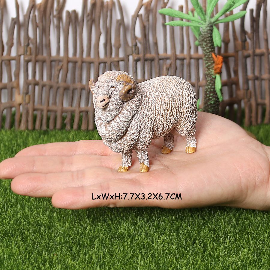 Merino Sheep Male