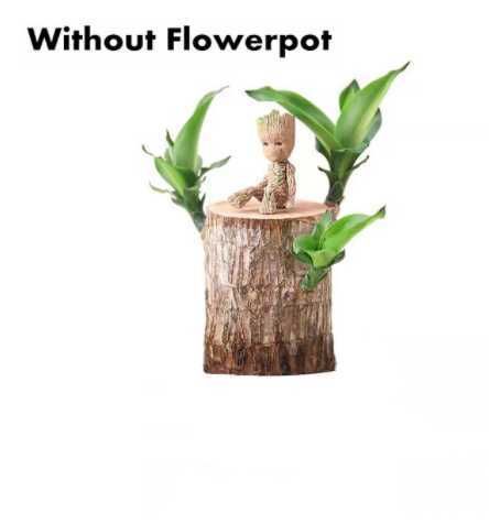 No Flowerpot