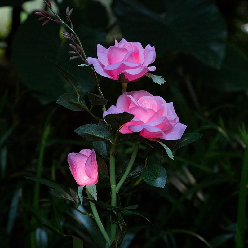 Roze