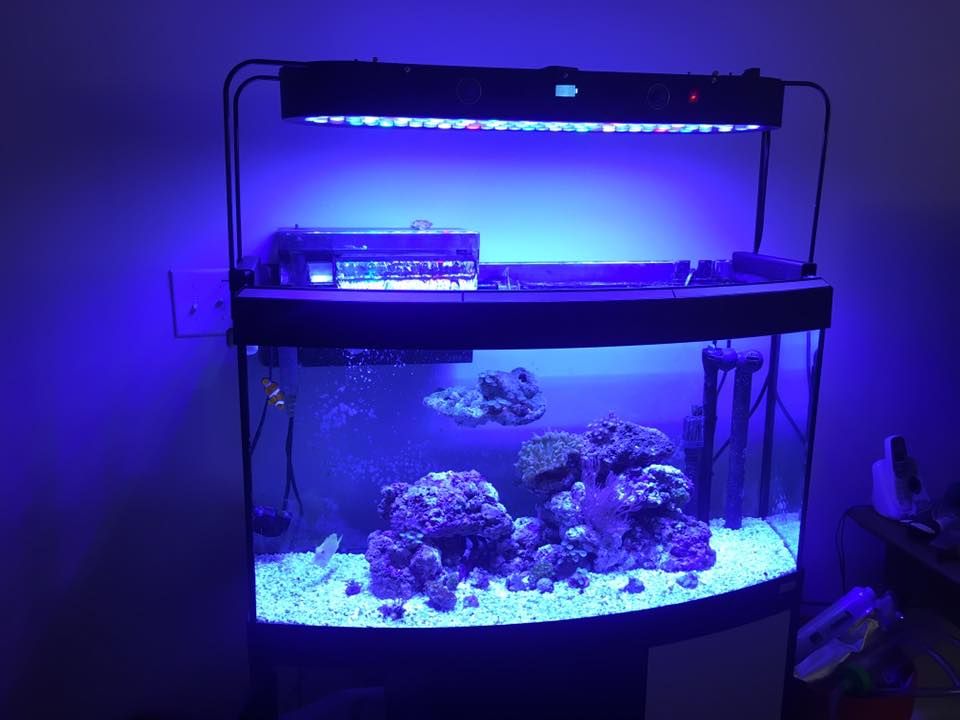 sb reef lights 32