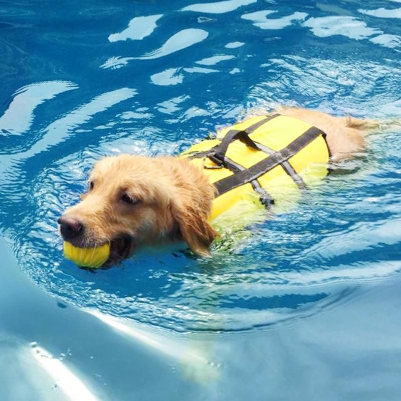 Do Golden Retrievers Need Life Jackets