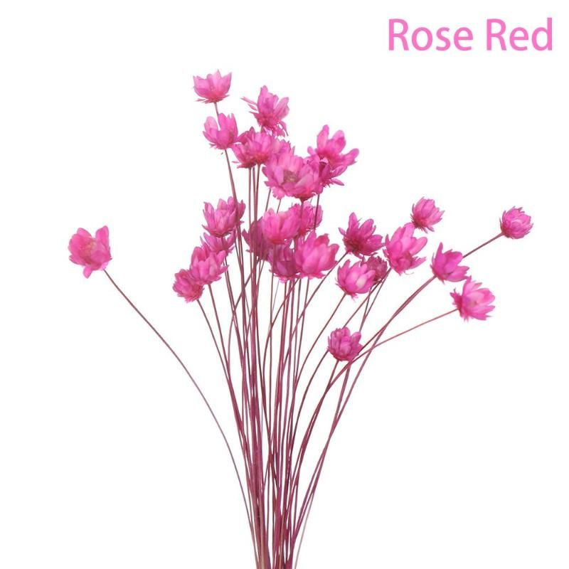 Rosa rosso