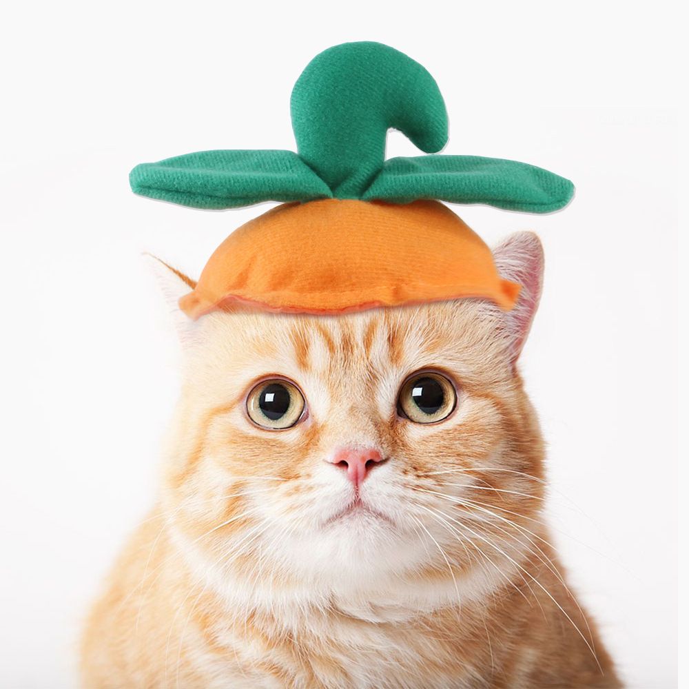 Acquistare Cat Halloween Pumpkin Hat Kitty Cosplay Costume Cane Cap  Cucciolo Carino Cappelli Divertenti Cappelli Animali Cappelli Economico |  Consegna Veloce E Qualità | It.Dhgate