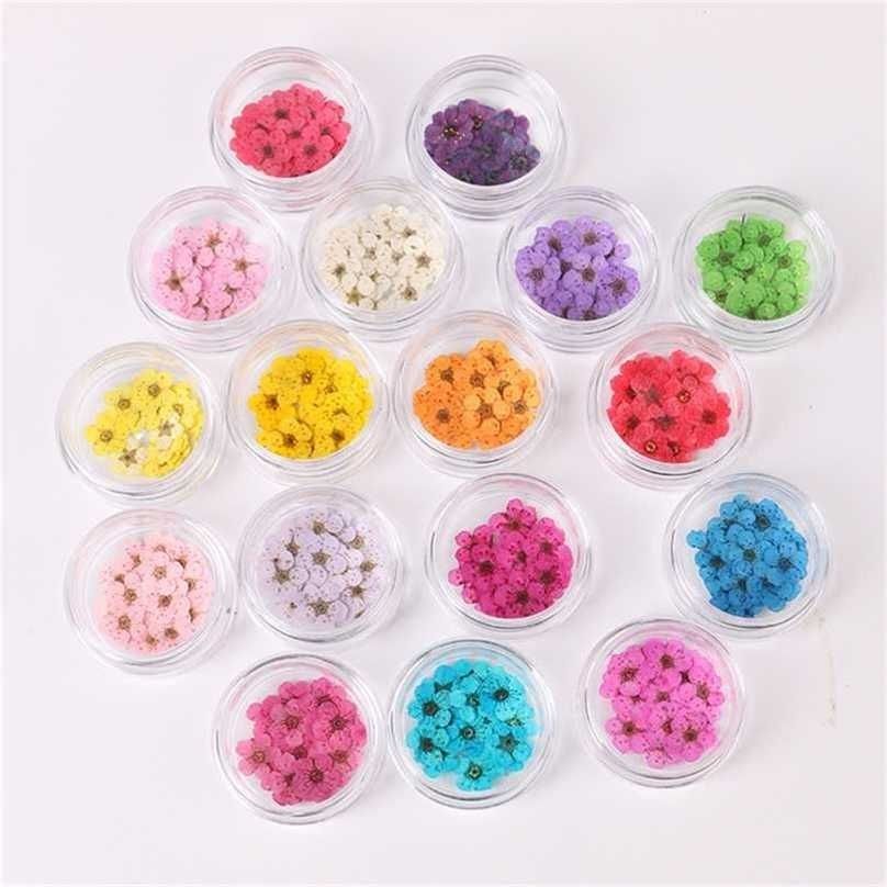 100pcs Pressed Dried Narcissus Plum Flower For Epoxy Resin Making Nail Art Craft 