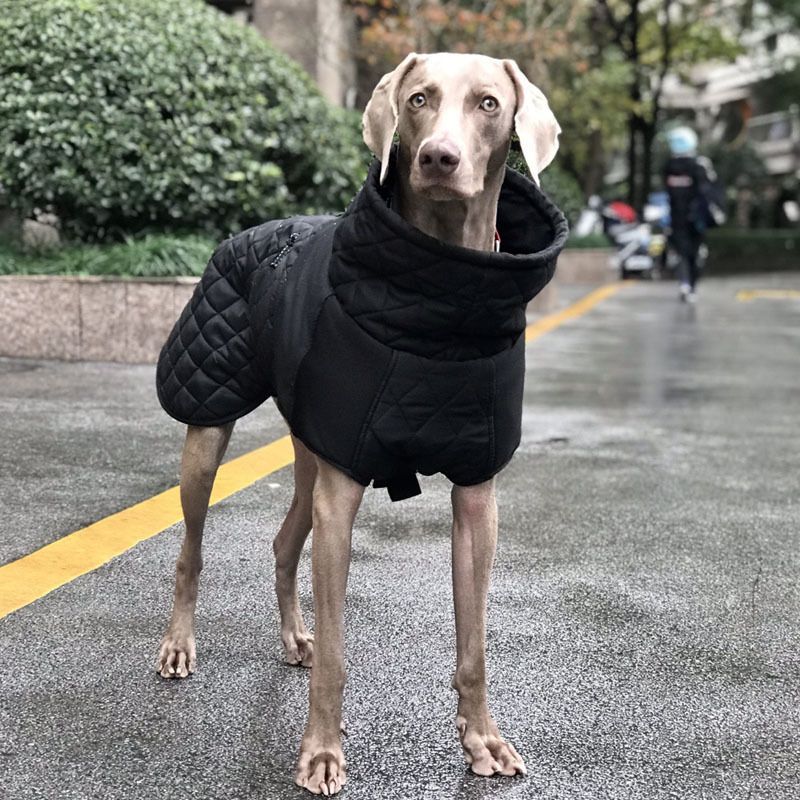 big dog jackets