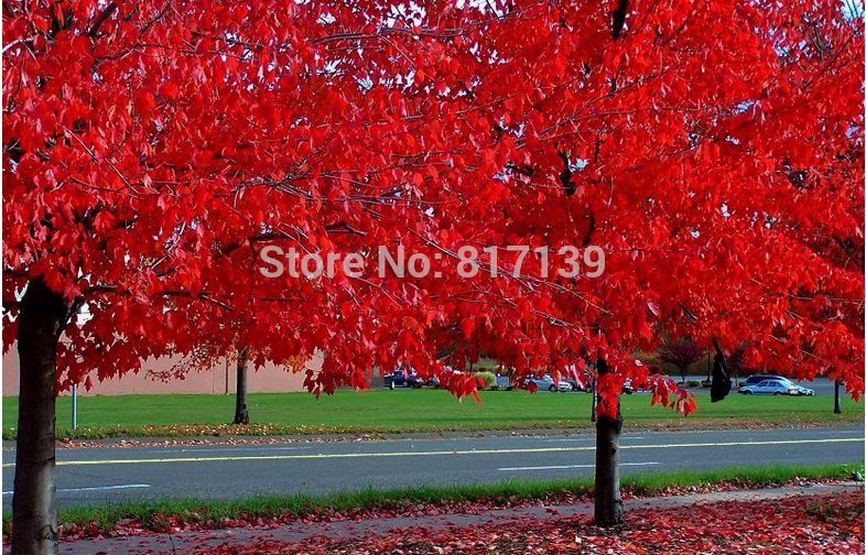 Köp Ny Ankomst 20 Frön Hem Trädgård Växt Carolina Red Scarlet 