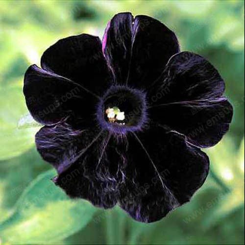 Get 2020 Petunia Seeds Black Petunias Garden Home Bonsai Balcony Desktop Wallpaper Wallpaper 2020 Petunia Seeds Black Petunias Garden Home Bonsai Balcony HD