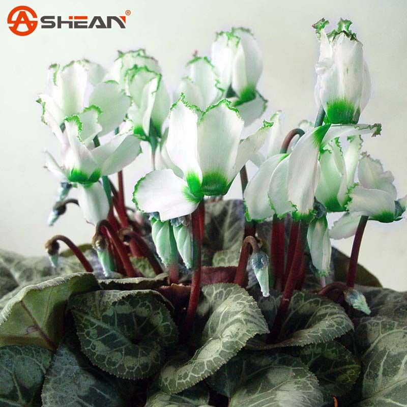 Compre Borda Verde Branco Cyclamen Flor Sementes De Plantas Perenes De Florescencia Ciclame Sementes Para Diy Jardim De Casa Barato Entrega Rapida E Qualidade Pt Dhgate Compre Borda Verde Branco Cyclamen Flor Sementes De Plantas Perenes De Florescencia Ciclame Sementes Para Diy Jardim De Casa Barato Entrega Rapida E Qualidade Pt Dhgate
