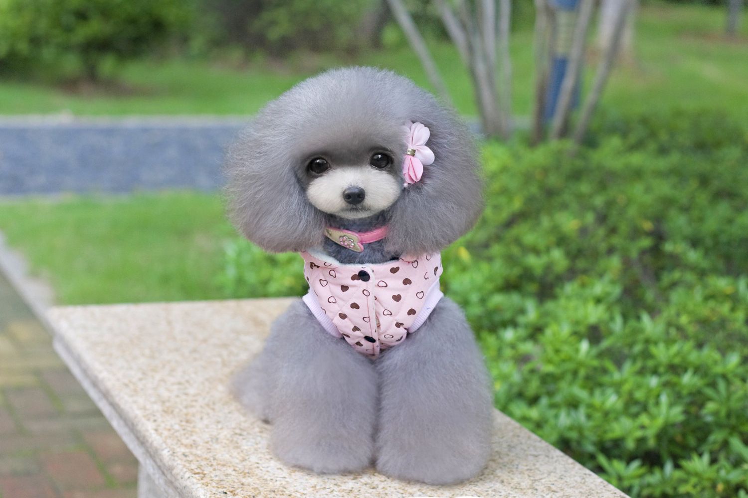poodle clothes for dogs