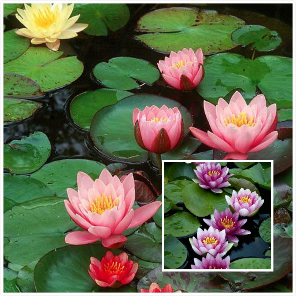 Bowl lotus seed