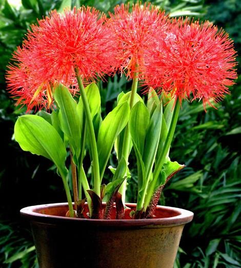 100% de bulbos de lycoris vermelhos de germinação (não é uma semente de  flores) 1 pc. Bonsai bonito da planta da flor