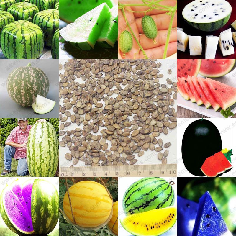 Grosshandel 12 Arten Seltene Chinesische Wassermelonenkerne Zur Auswahl Leckerer Fruchte Melone Seeds Bonsai Plants Seeds A Pack Von Fashion Sundry 10 24 Auf De Dhgate Com Dhgate