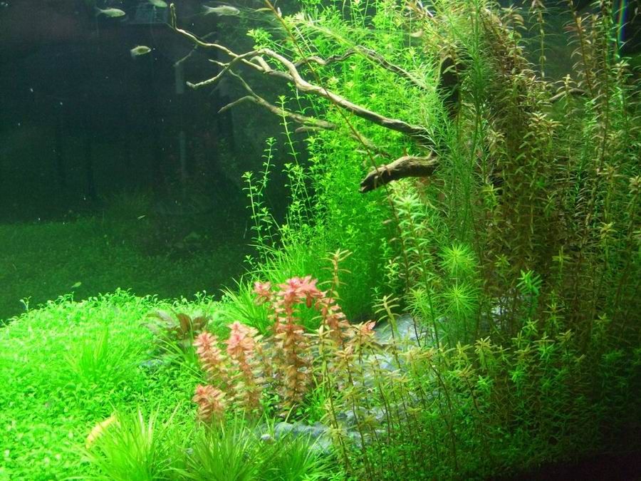 Seeds Online Sale 30 Kinds Mix Aquatic Plants Seeds Hydroponic Water