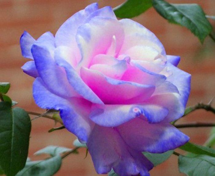 2020 Light Purple Pink And White Rose Seeds *Seeds Package* New Arrival  Three Colors Ombre Charming Garden Plants From Manweisi, $1.88 | DHgate.Com