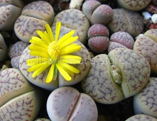 yanbirdfx Green Plants,100Pcs Rare Mix Lithops Seeds Living Stones Succulent Cactus Healthy Bulk Seed