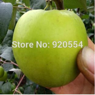 21 Hot Selling Taiwans Big Jujube Sweet Dates Seed Evergreen Fruit Tree Bonsai Plant Diy Home Garden From Big Box 26 45 Dhgate Com