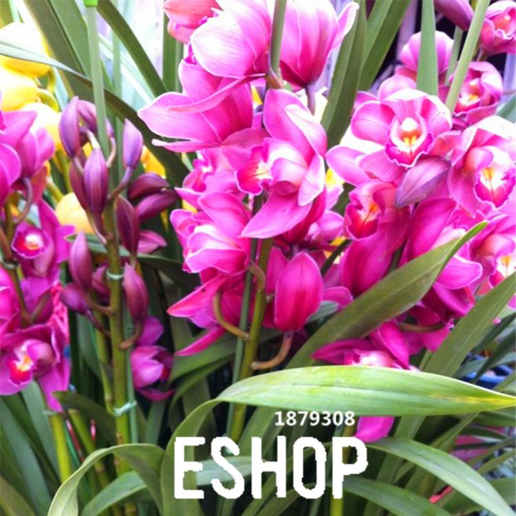 Promoção de perda! 100 pcs / lote vermelho cymbidium orchid balcon bonsai  sementes bonsai jardim flor sementes