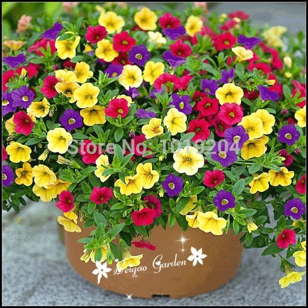 Plantas com flores Petunia sementes peteca chifre flor de batata-doce  bonsai Petunia flores sementes - 100pcs