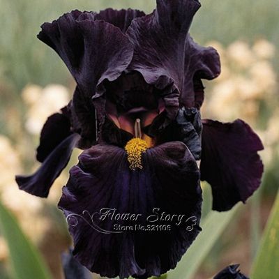 5 Negro Iris semillas de la planta del jardín de flores de bricolaje Proporcionar durante todo 5 Negro Iris semillas de la planta del jardín de flores de bricolaje Proporcionar durante todo
