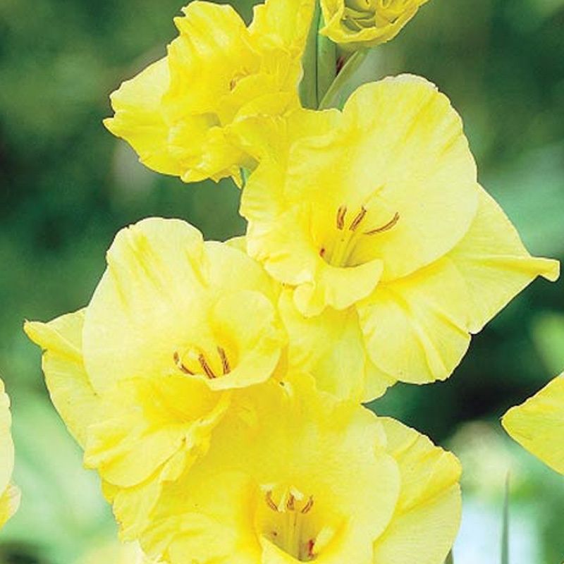 Sementes de gladíolo Amarelo Jardim E Pátio Jardim Em Vasos De Flores  Gladiolus Sementes De Flores