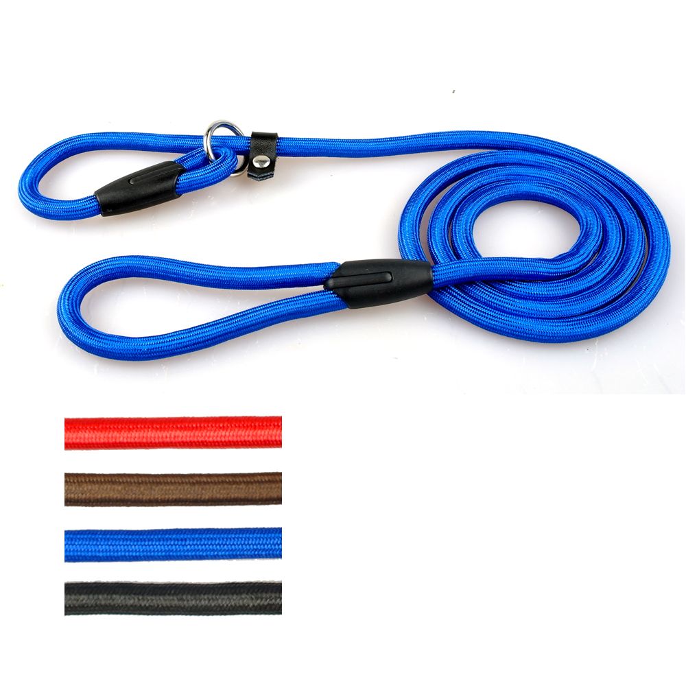 cesar leash training