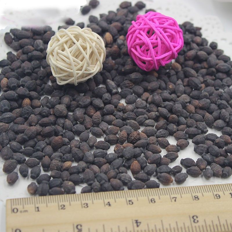 2021 Hot Sale Available Jasmine Seeds Fragrant Plant Mirabilis Jasmine