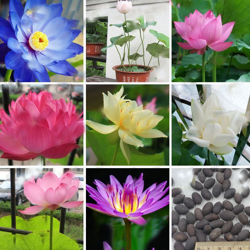 2021 Hot Sale Bowl Lotus Seeds Perennial Aquatic Plant