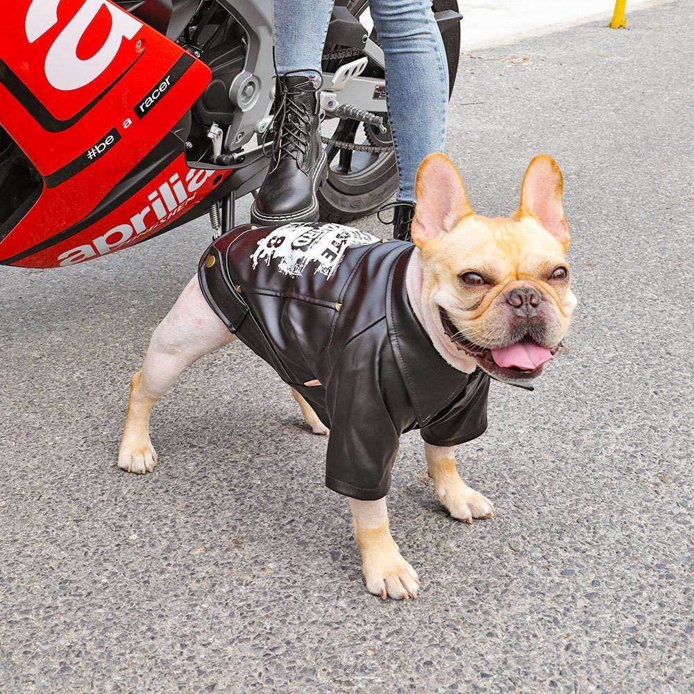 Compra Ropa Perro Schnauzer Francés Torcero Mascotas TIJ Marca Impreso  Motocicleta Desgaste Herf E Invierno Jas Barato | Entrega Rápida Y Calidad  | Es.Dhgate