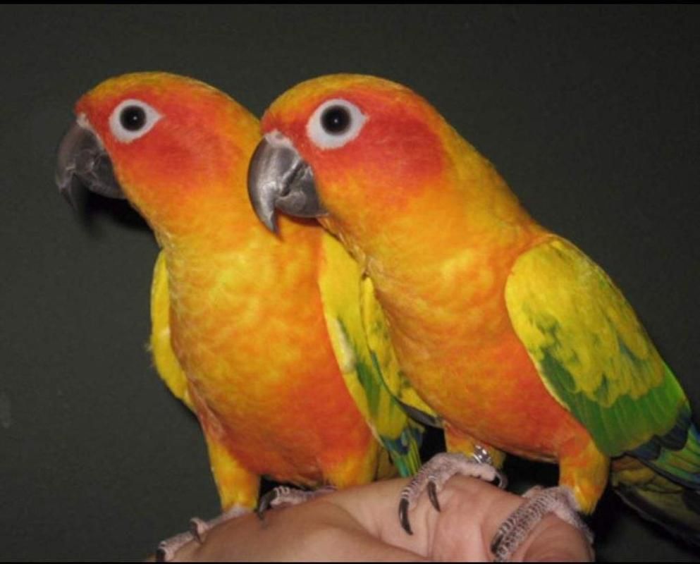 Sun Conure