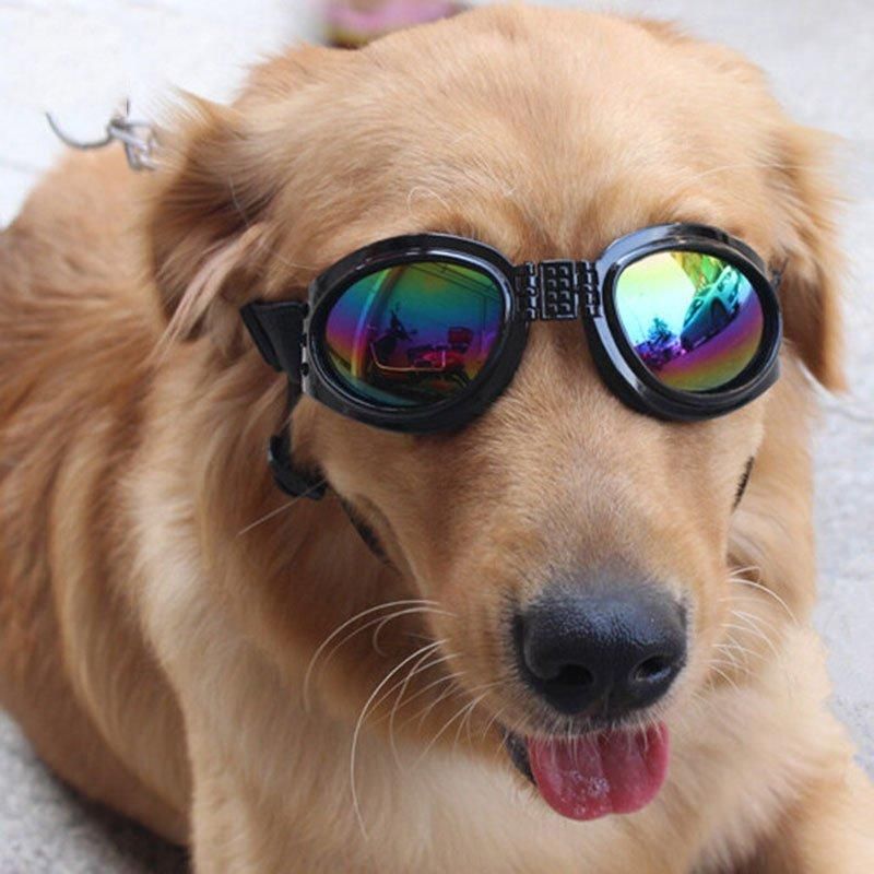 large dog sunglasses