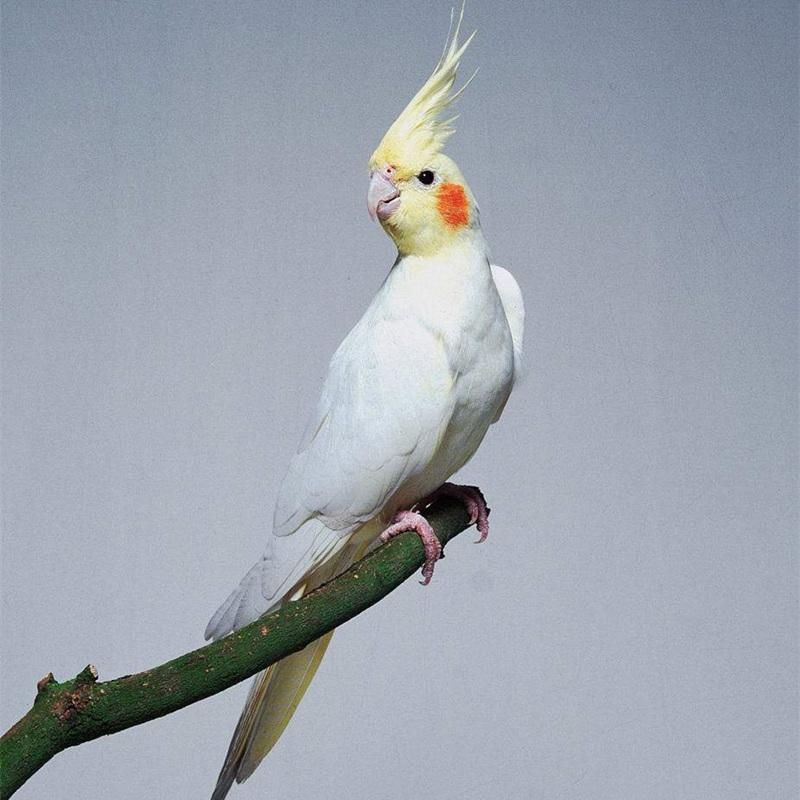 Cockatiels