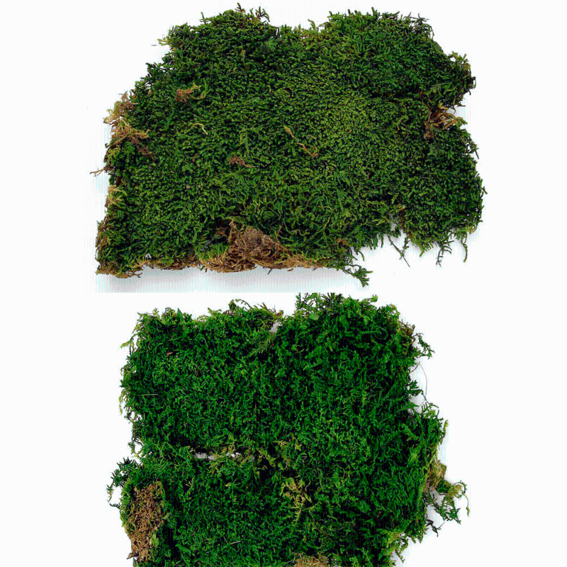 2021 Long Lasting Preserved Sheet Moss Naturally Dried Green Flat Turf