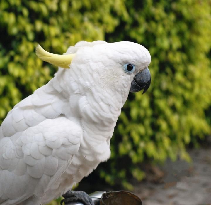 Blåögd cockatoo