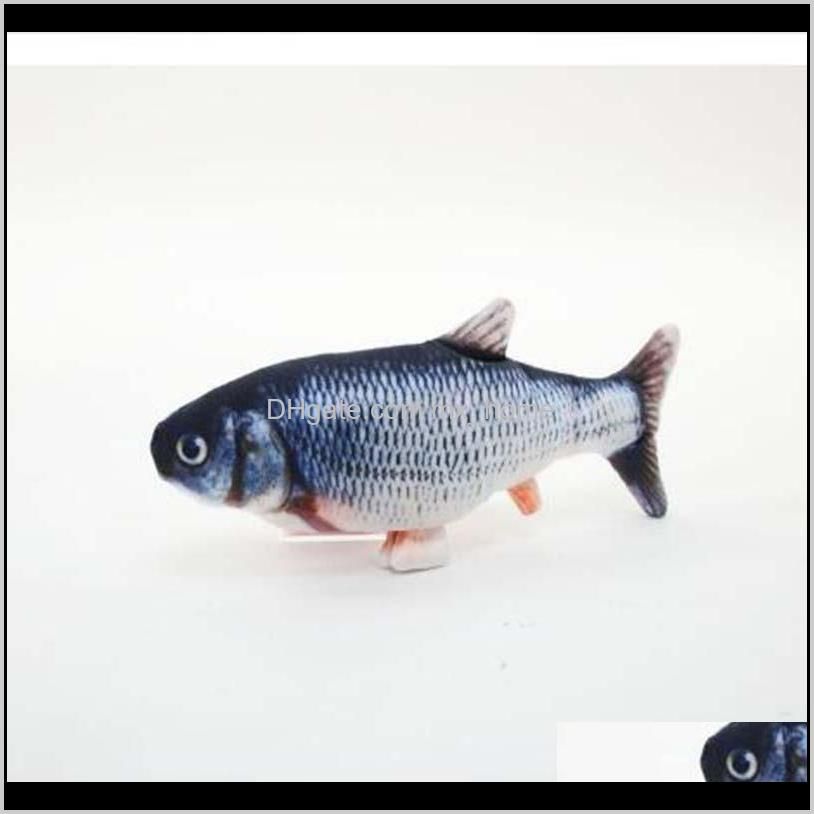 Carassius auratus