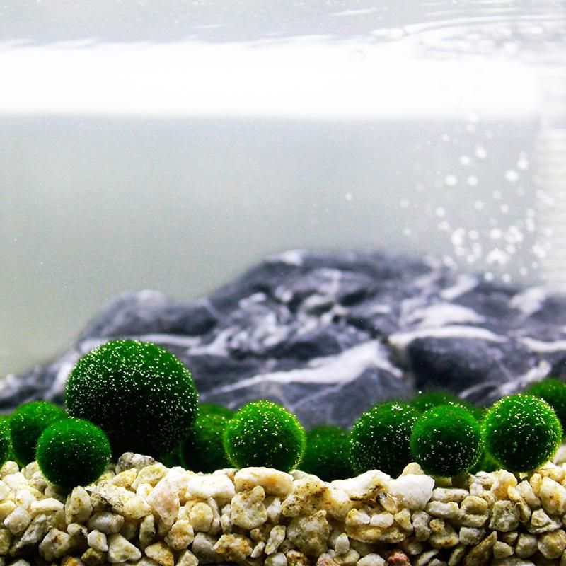 Marimo Aquarium Ideas