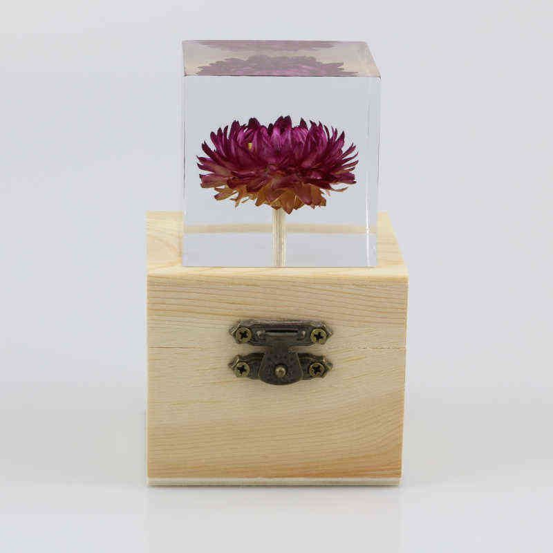 Chrysanthemum violet