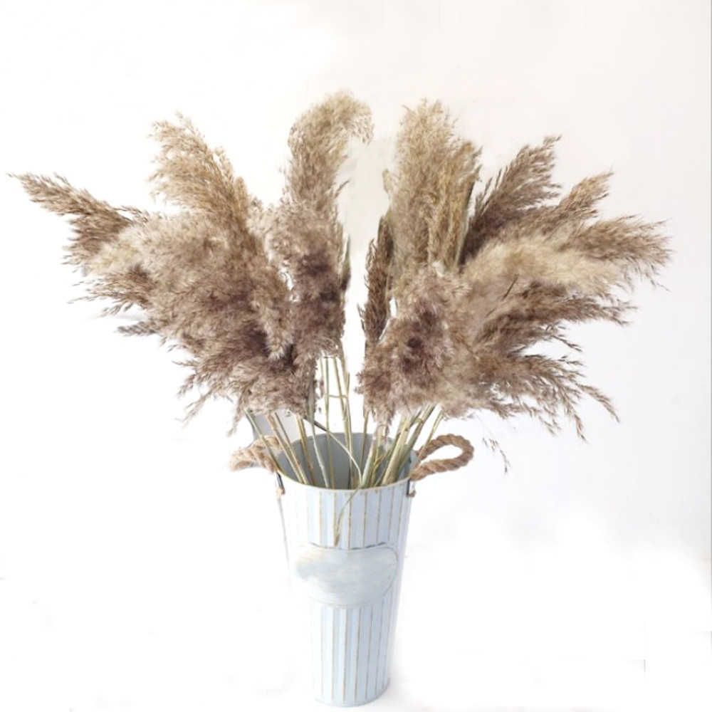 10pcs Pampas erba