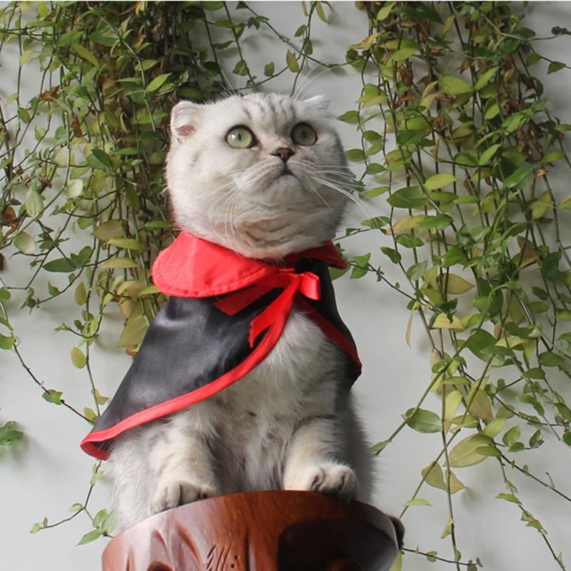 Adolescencia estimular imponer Disfraces de gatos Disfraz de vampiro para perros pequeños Mono de Halloween Trajes de vacaciones con Adolescencia estimular imponer Disfraces de gatos Disfraz de vampiro para perros pequeños Mono de Halloween Trajes de vacaciones con