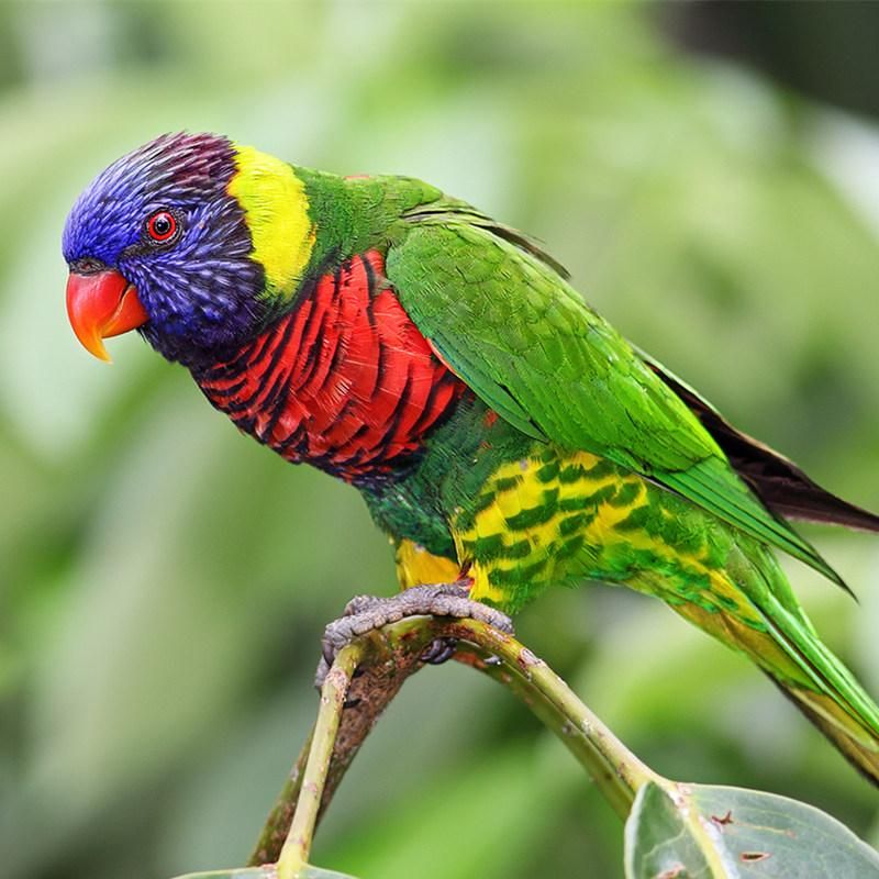 Радуга Lorikeet