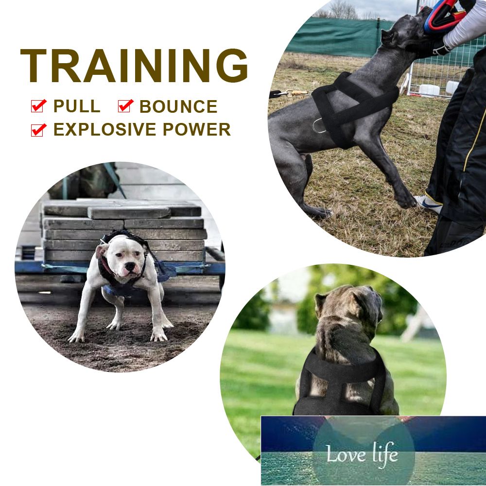 Is Weight Pulling Good For Dogs