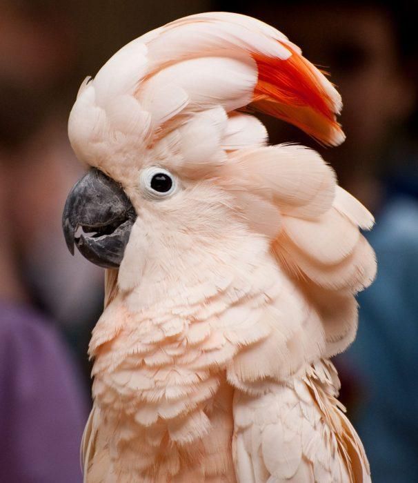 Röd cockatoo