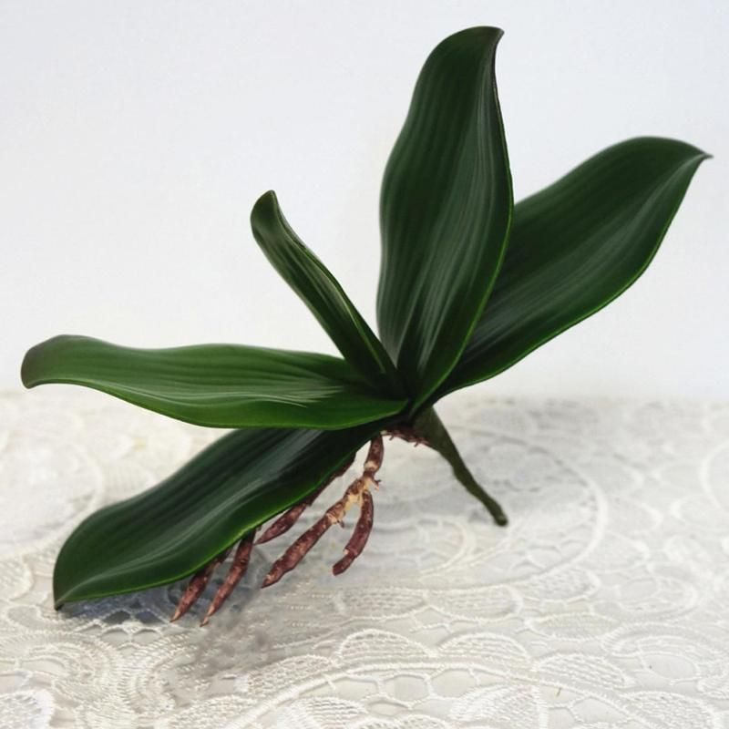 Phalaenopsis Leaf