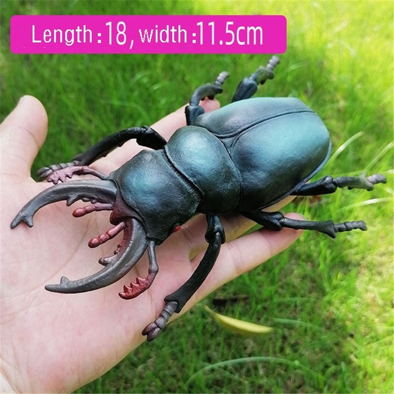 spade beetle