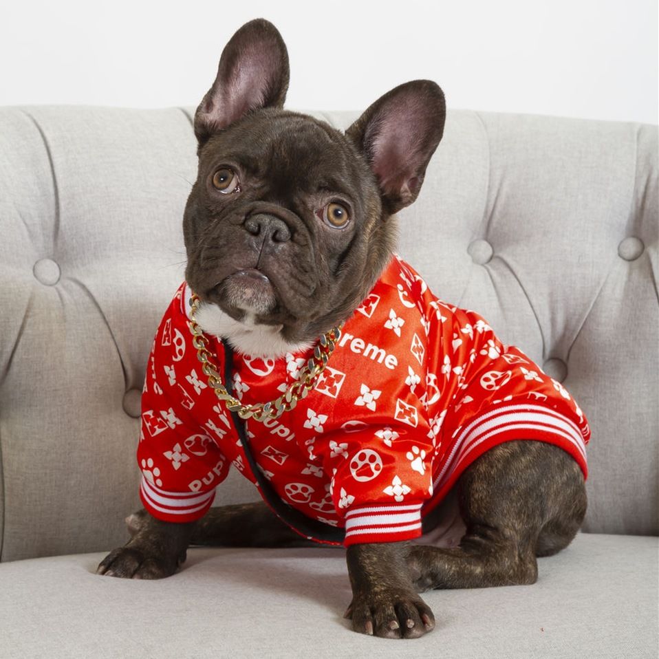 Compra Moda Para Perros Chaqueta De Vestir Al Aire Libre Letra De Alta  Calidad Pirñedos Pequeño MEDIO MEDIO CALIENTE PET CABLE DOGOS CAPUSAS  Abrigos Ropa Outwear Seco Rápido Barato | Entrega Rápida