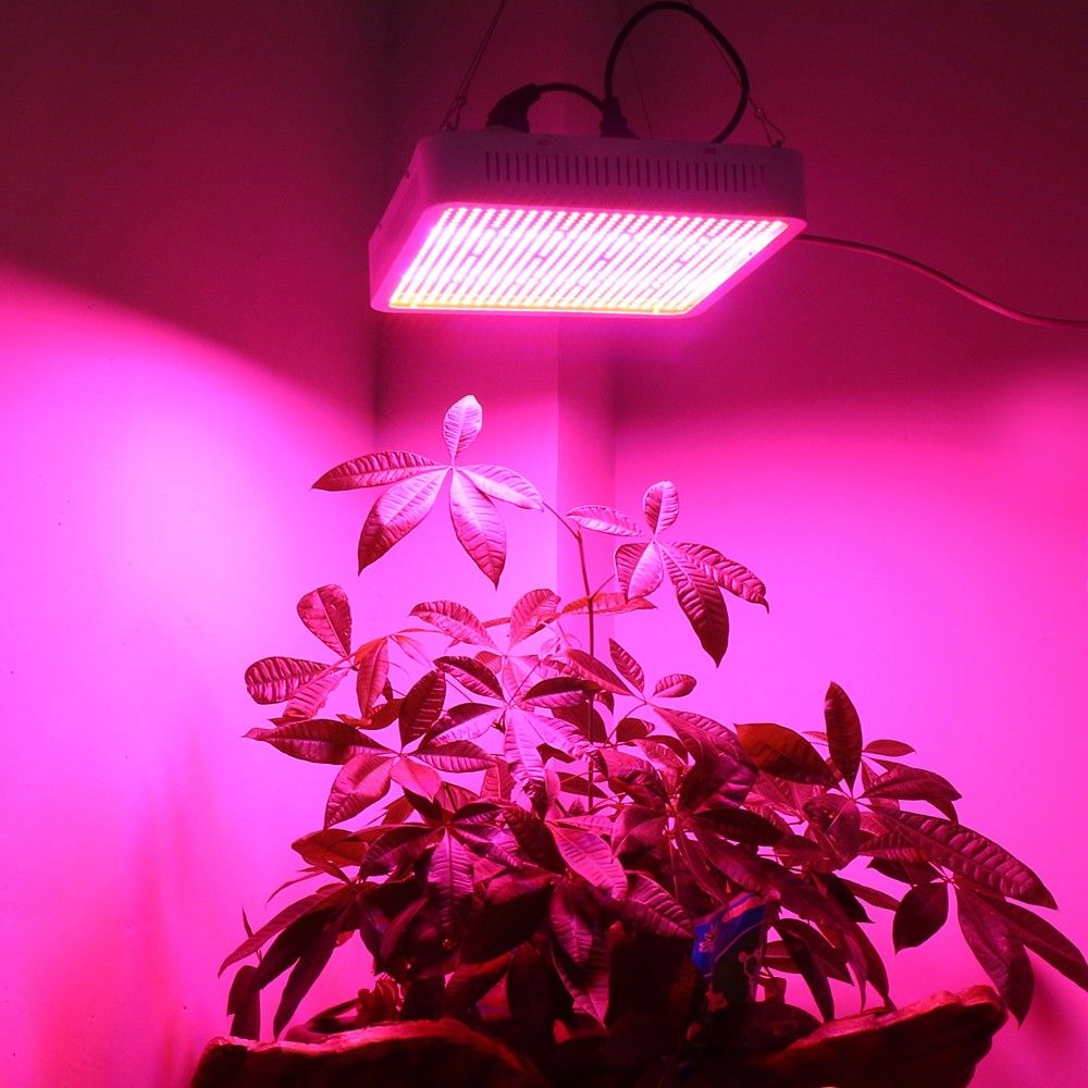 Lampe de croissance de plantes, tasse rouge et bleue, spectre